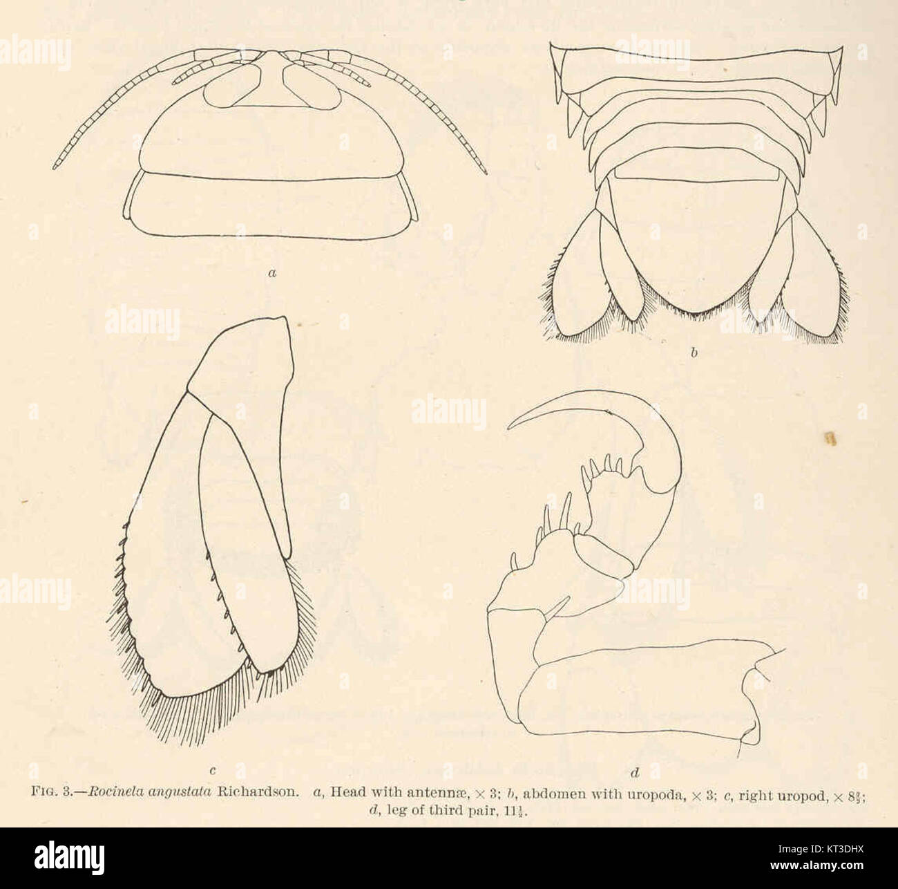 Cette illustration scientifique présente l'anatomie de *Rocinela augustata*, une espèce de crustacés. Les parties étiquetées comprennent la tête avec les antennes, l'abdomen avec les uropodes, et l'uropode droit, important pour comprendre sa biologie et sa classification. Banque D'Images