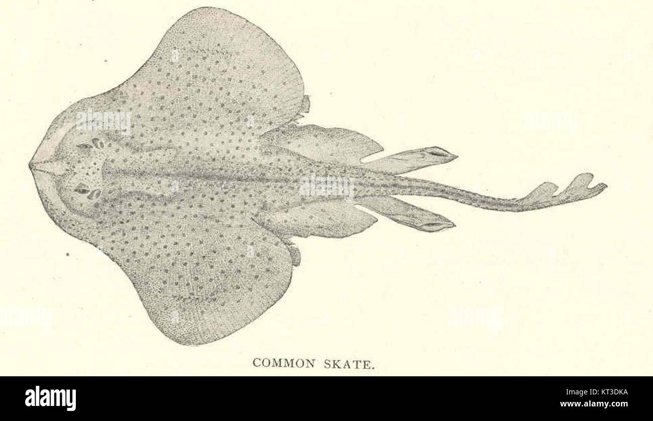 La raie commune (Raja crinacea Mitchill) est une espèce de poisson à nageoires rayonnées que l'on trouve dans l'Atlantique Nord. Connue pour sa grande taille et sa forme distinctive, elle est une partie importante de la biodiversité marine et est souvent étudiée en biologie marine. Banque D'Images