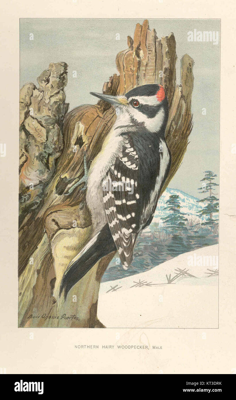 Le pic du Nord (Dryobates villosus) est un oiseau nord-américain connu pour son plumage noir et blanc et son chapeau rouge distincts. Ce pic mâle se trouve généralement dans les forêts, où il se nourrit d'insectes et fait des sons de percussions caractéristiques. Banque D'Images