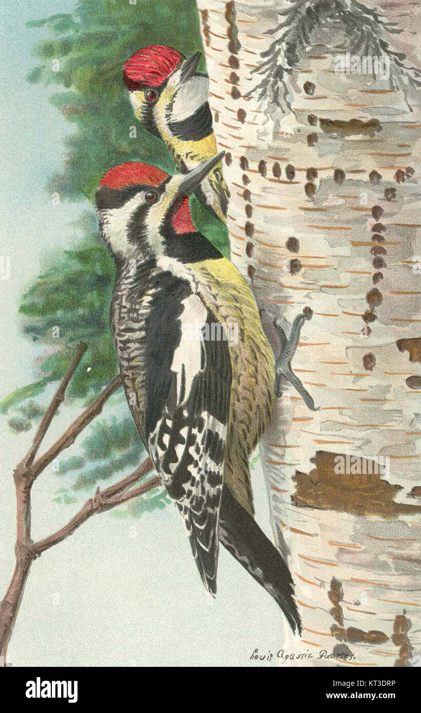 Cette image montre un sapsuccion à ventre jaune, une espèce de pic-bois originaire d'Amérique du Nord. Il montre la figure complète de l'oiseau mâle et la figure supérieure de la femelle, soulignant le plumage distinct des deux. Banque D'Images