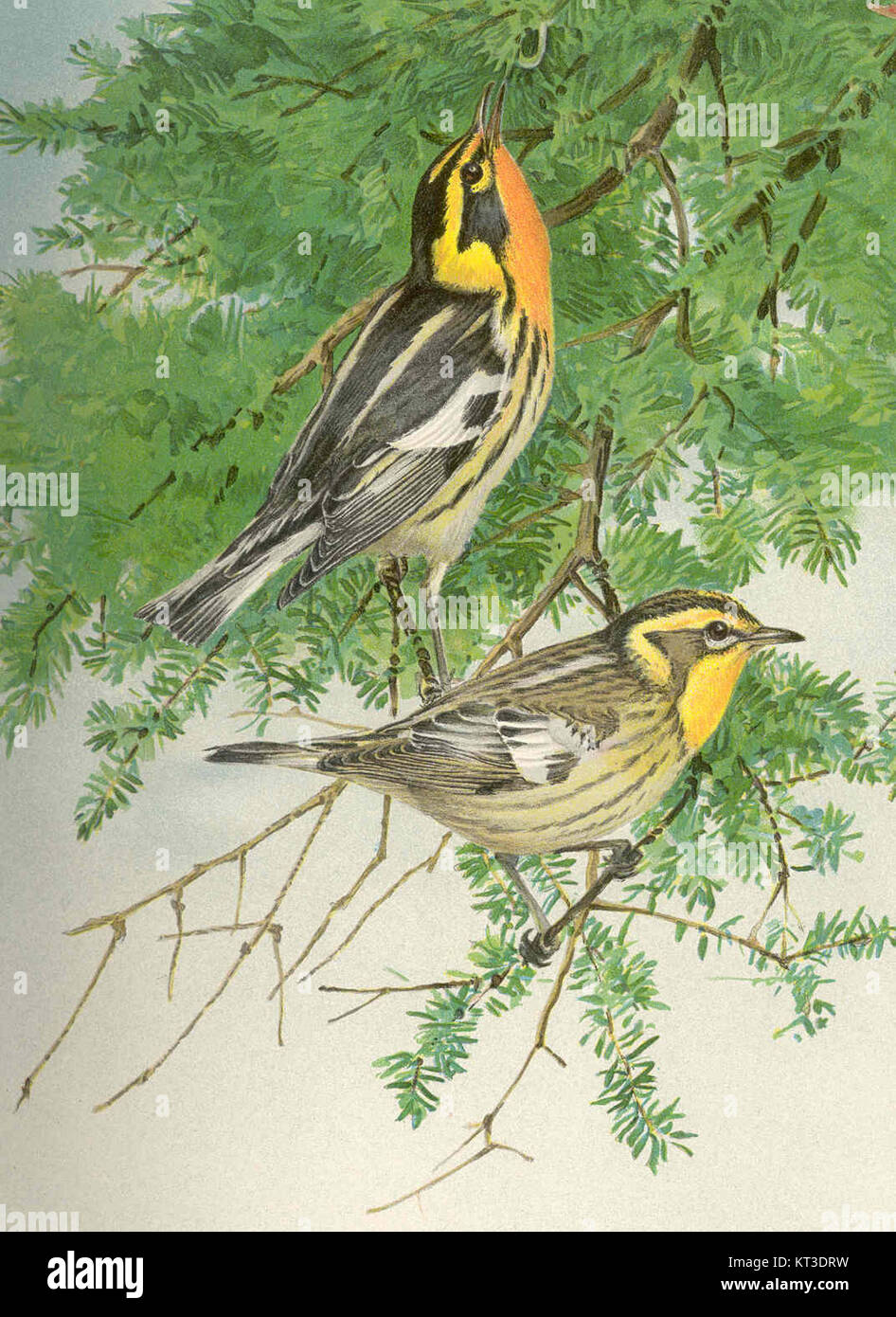 L'image représente une Paruline Blackburnienne, avec le mâle dans la figure supérieure et la femelle dans la figure inférieure. Cette espèce d'oiseau est connue pour son plumage vibrant et se trouve généralement en Amérique du Nord, en particulier dans les régions forestières pendant la migration. Banque D'Images