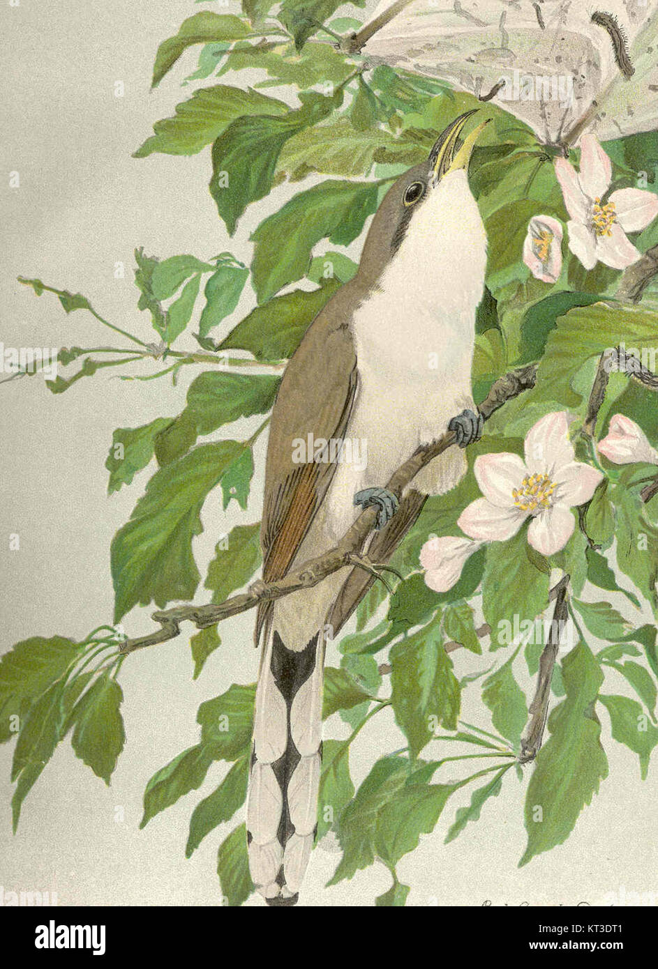 Le coucou à bec jaune (Coccyzus americanus) est une espèce d'oiseau migrateur originaire d'Amérique du Nord. Connu pour son appel distinctif et son plumage coloré, il est souvent trouvé dans les forêts et les habitats riverains. Banque D'Images