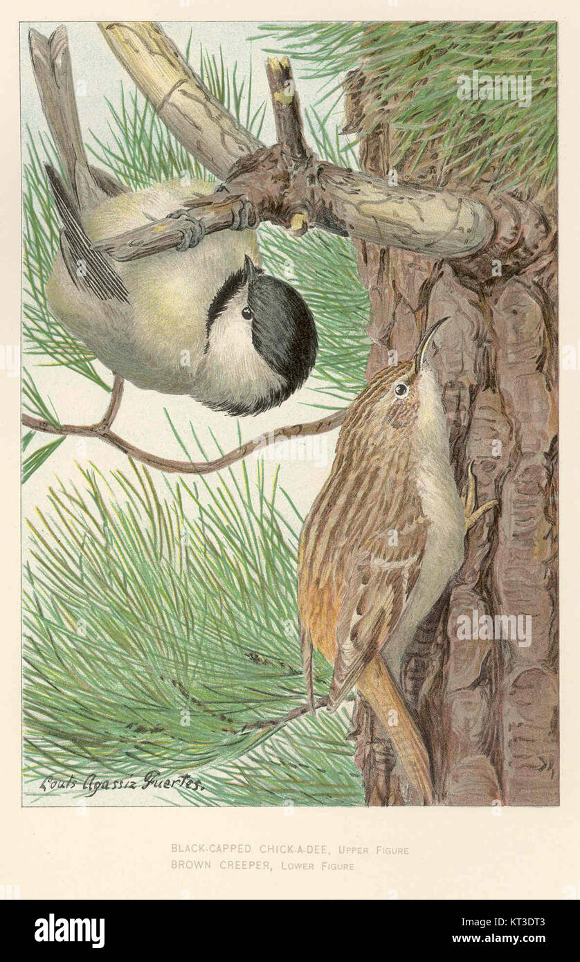 Le Chickadee à coiffe noire (Poecile atricapillus) est un petit oiseau chanteur nord-américain non migrateur. Caractérisé par son chapeau et son bavoir noirs, ses joues blanches et son dos gris, il est couramment trouvé dans les forêts feuillus et mixtes. Banque D'Images