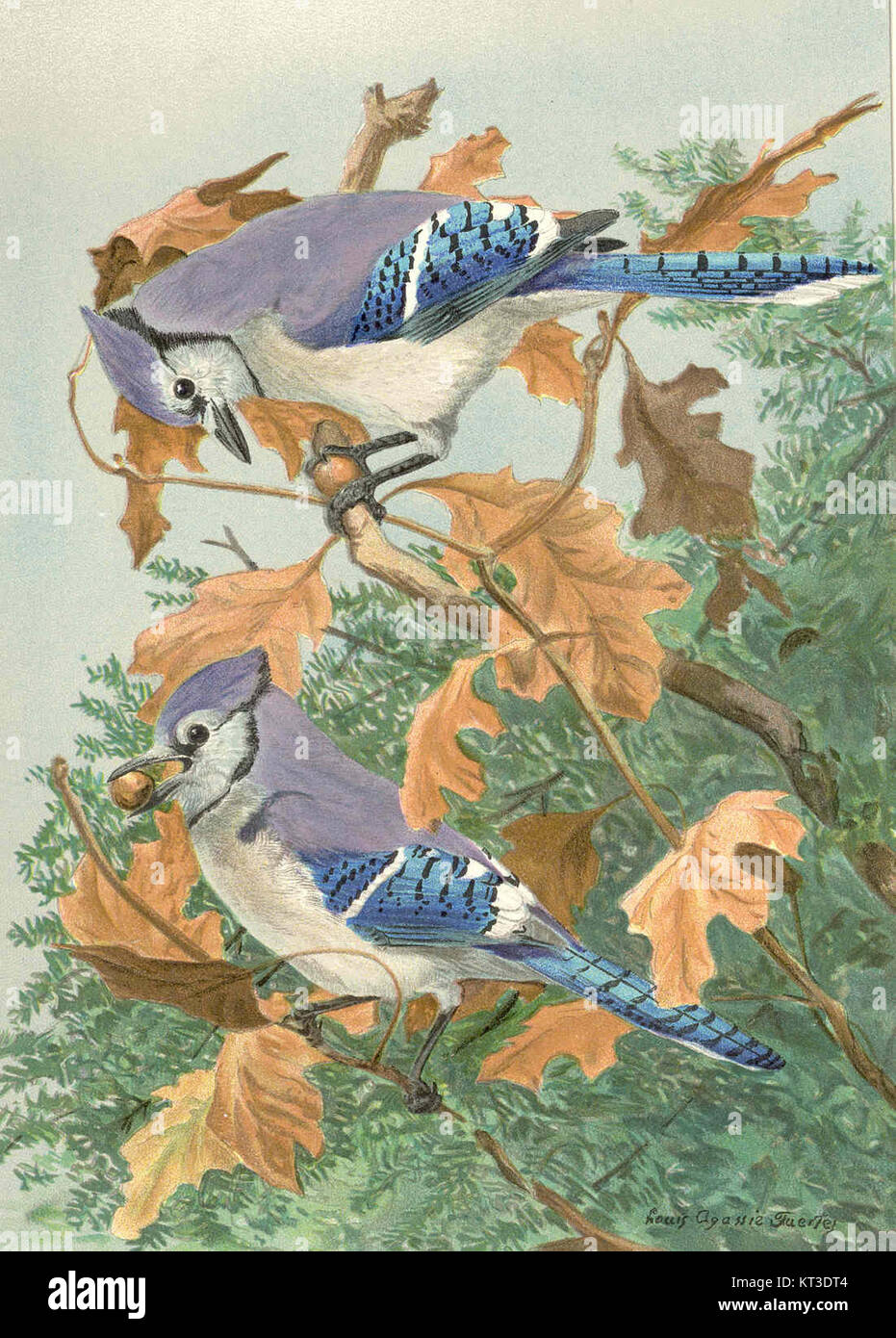 L'image représente probablement un oiseau Blue Jay, connu pour ses plumes bleues éclatantes et ses marques noires frappantes. Les Blue Jays sont originaires d'Amérique du Nord et sont connus pour leur intelligence et leur comportement social complexe. Banque D'Images