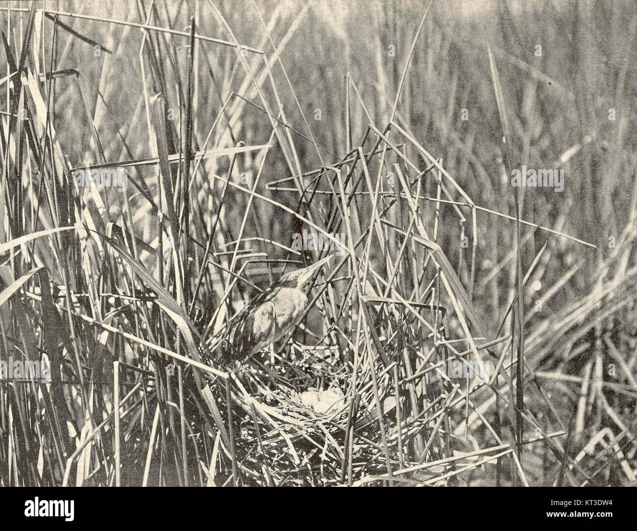 L'image de 1930 d'a Less Bittern, un petit échaudeur, met en évidence ses caractéristiques distinctives. Cet oiseau rare est connu pour sa nature insaisissable et son habitat dans les marais. Banque D'Images