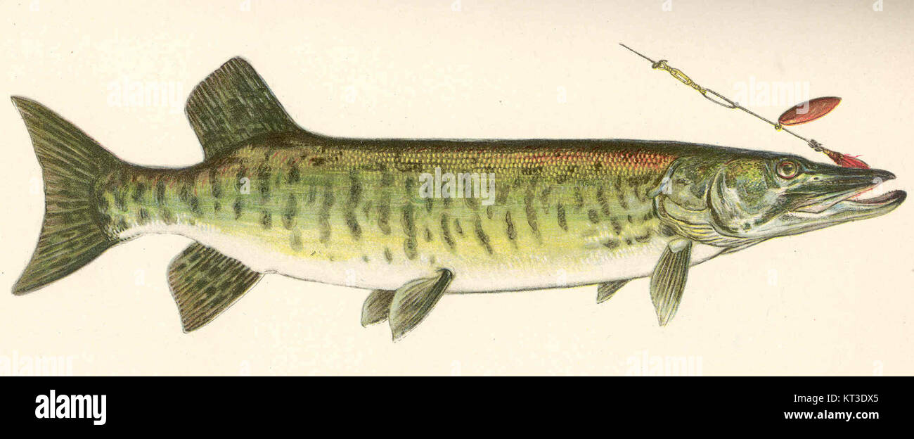 Le Maskalonge (Lucius ohiensis), aussi connu sous le nom de Maskalonge de Kirtland, est une espèce de poisson originaire d’Amérique du Nord, particulièrement présente dans les rivières des bassins des grands Lacs et de la rivière Ohio. C'est un membre de la famille des brochets, connu pour son corps allongé et ses dents tranchantes. Banque D'Images