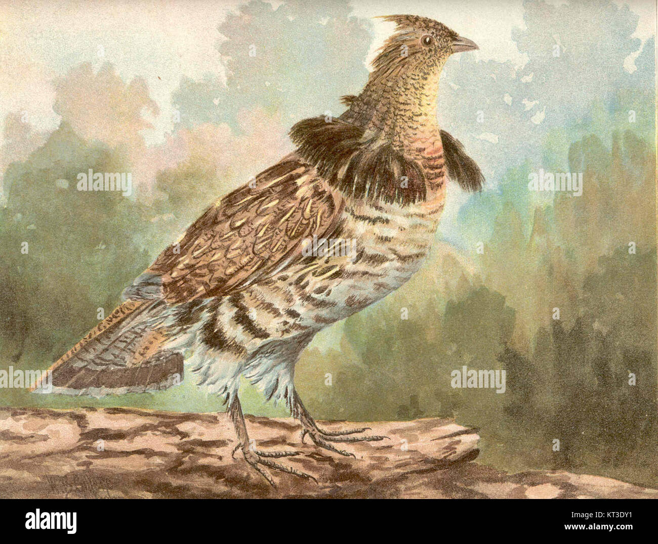 Le Tétras roux (Bonasa Umbellus) est une espèce d'oiseau originaire d'Amérique du Nord, connue pour ses plumages et ses apparences distinctives. On le trouve couramment dans les zones forestières et c'est une espèce importante pour la gestion de la faune et la chasse. Banque D'Images