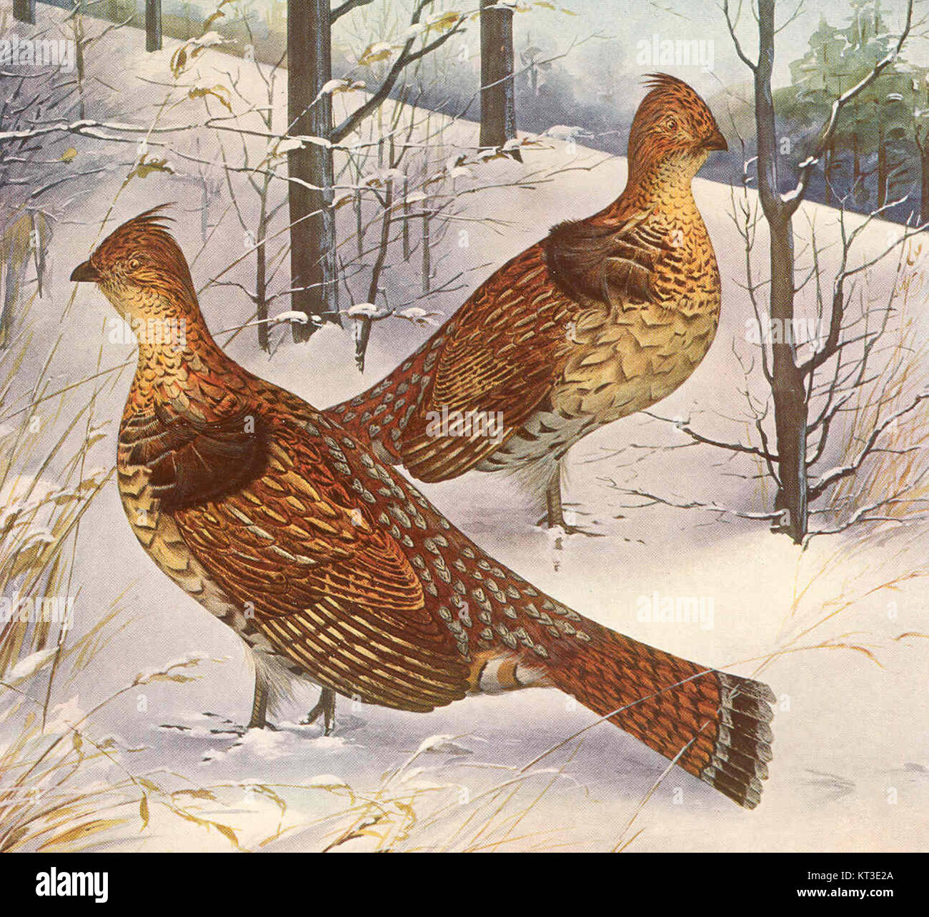 Un tétras froissé est représenté en hiver, mettant en valeur son habitat naturel et son adaptation hivernale. L'image met en évidence la capacité du birdâ€™à se fondre dans les environnements enneigés. Banque D'Images