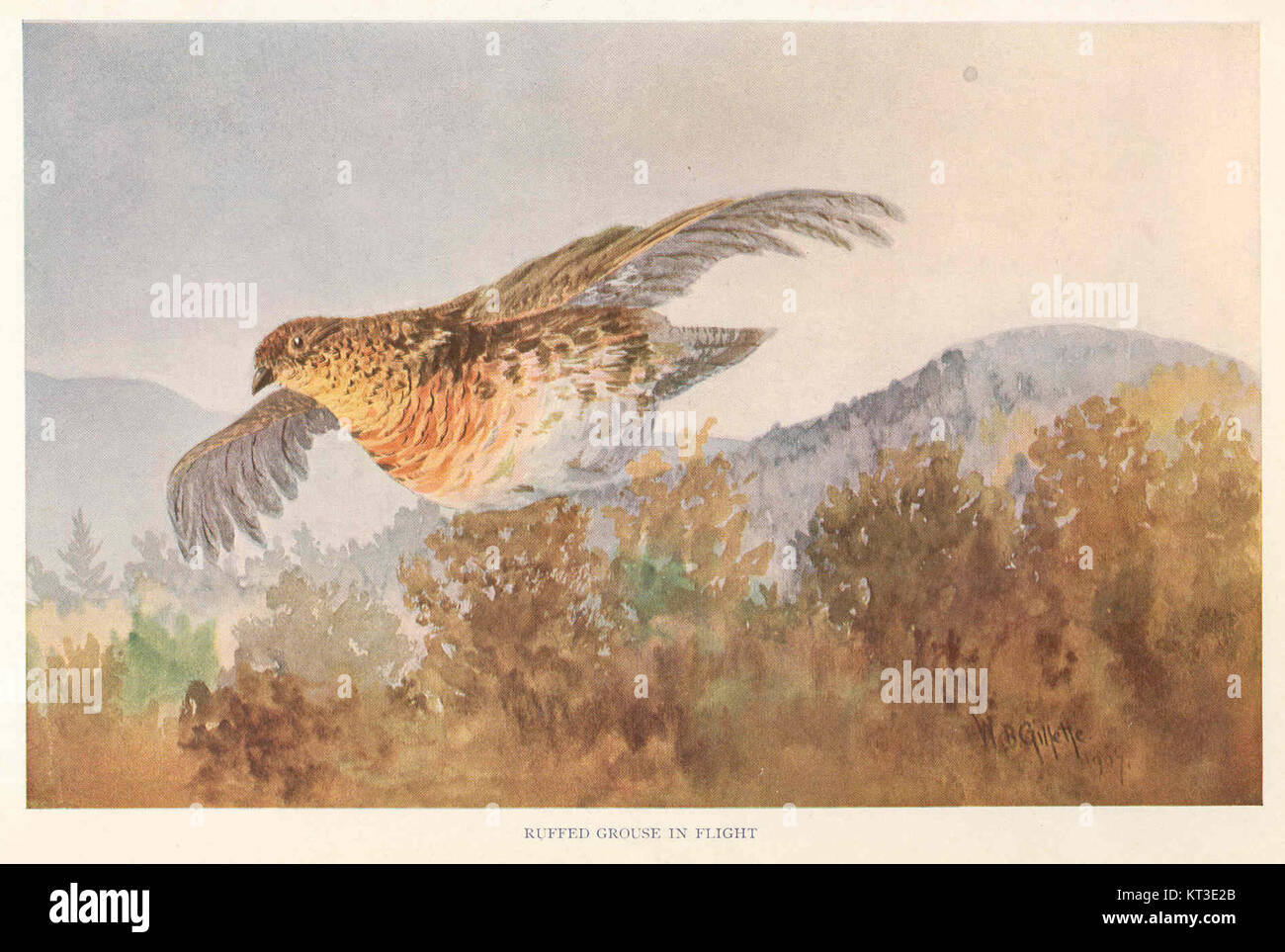 Le Tétras roux, connu pour son plumage distinctif et ses rituels d'accouplement uniques, est capturé en vol dans cette image. Cet oiseau est originaire d'Amérique du Nord et est connu pour son habitat dans les bois et les forêts. Banque D'Images