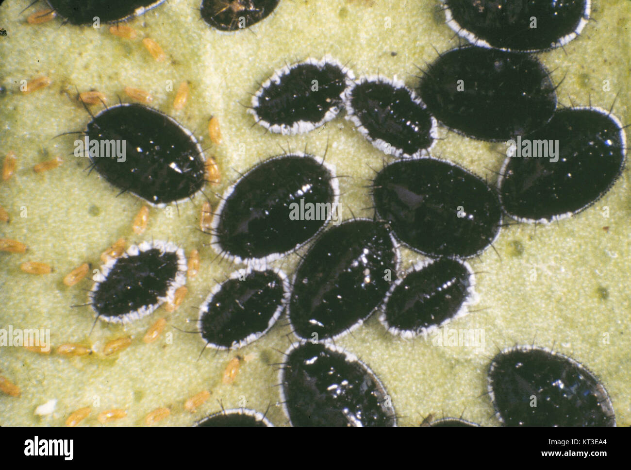 Aleurocanthus woglumi est une espèce d'insecte appartenant à la famille des Aleyrodidae, communément appelée mouche blanche des agrumes. C'est un ravageur qui affecte les agrumes et d'autres cultures. Banque D'Images