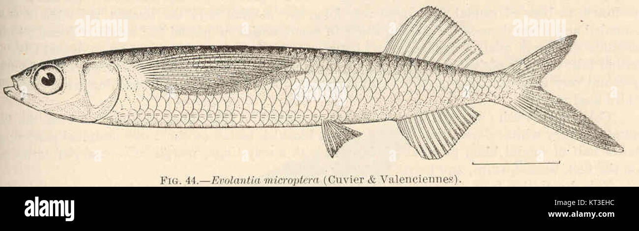 Evolantia micropters (Cuvier & Valenciennes) est une espèce de poisson, scientifiquement nommée pour ses petites nageoires pectorales. L'espèce a été identifiée par les naturalistes Cuvier et Valenciennes. Banque D'Images