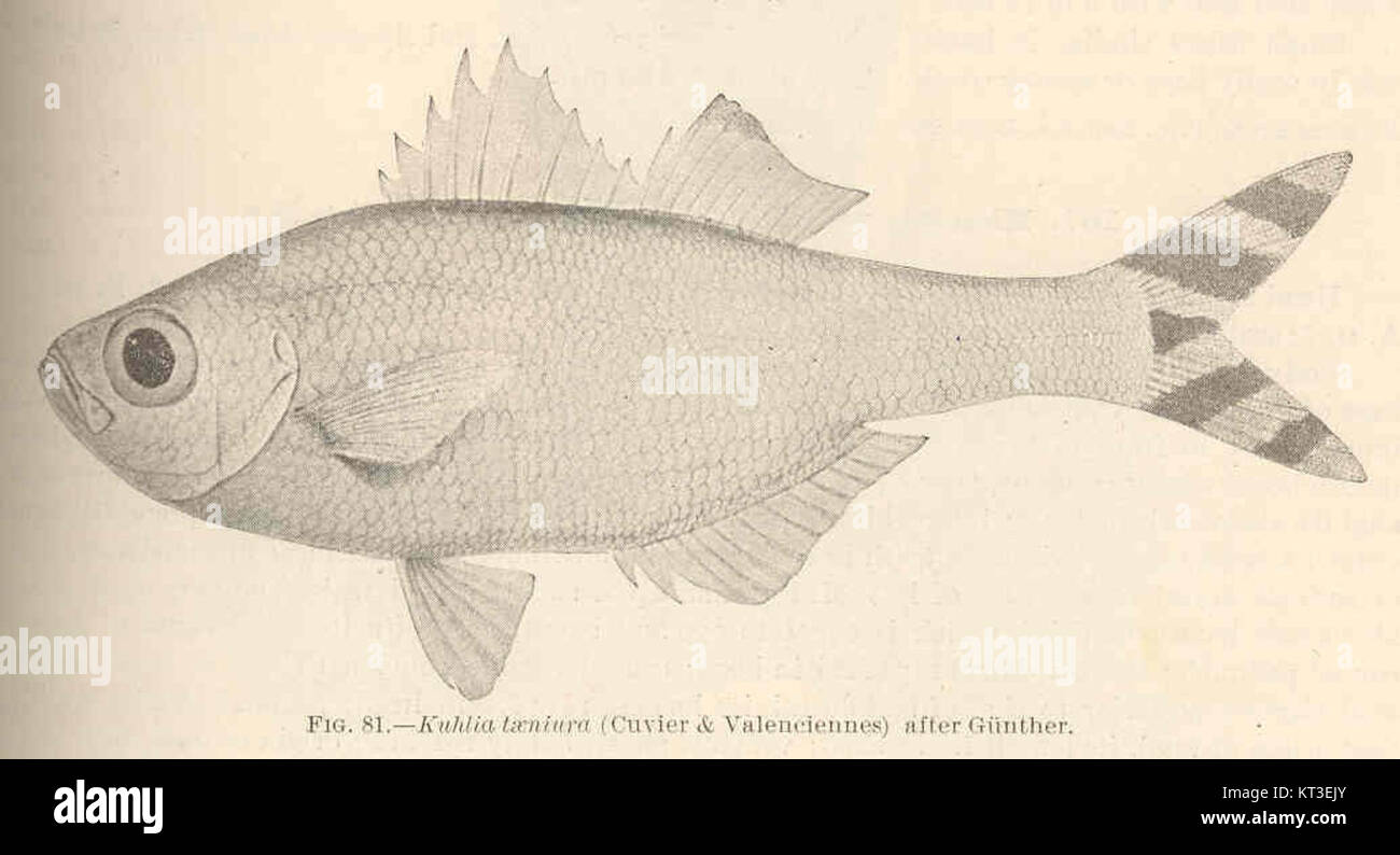 L'espèce de poisson *Kuhlia taeniura*, décrite pour la première fois par Cuvier & Valenciennes, appartient à la famille des Kuhliidae. Cette espèce, connue pour ses caractéristiques uniques, se trouve généralement dans les milieux marins et d'eau douce de la région Indo-Pacifique. Banque D'Images