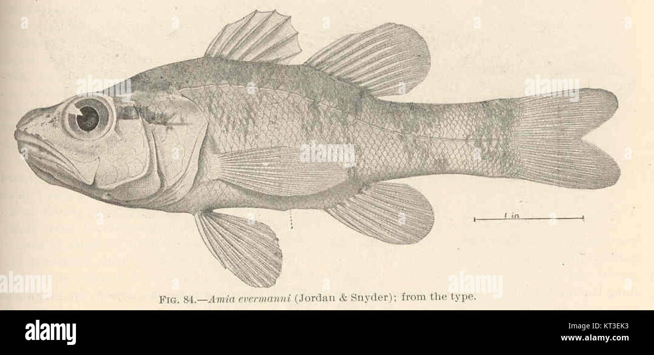 AMIA evermanni, également connu sous le nom d'Amia d'Evermann, est une espèce de poisson décrite pour la première fois par Jordan & Snyder. Cette espèce est importante dans la recherche ichtyologique et la taxonomie. Banque D'Images