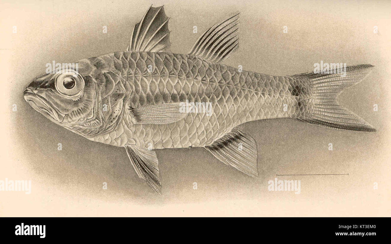 AMIA snyderi, également connu sous le nom de poisson-soleil à taches bleues, est une espèce d'eau douce décrite pour la première fois par Jordan & Evermann. Il est remarquable pour sa coloration unique et se trouve dans des environnements d'eau douce spécifiques en Amérique du Nord. Banque D'Images