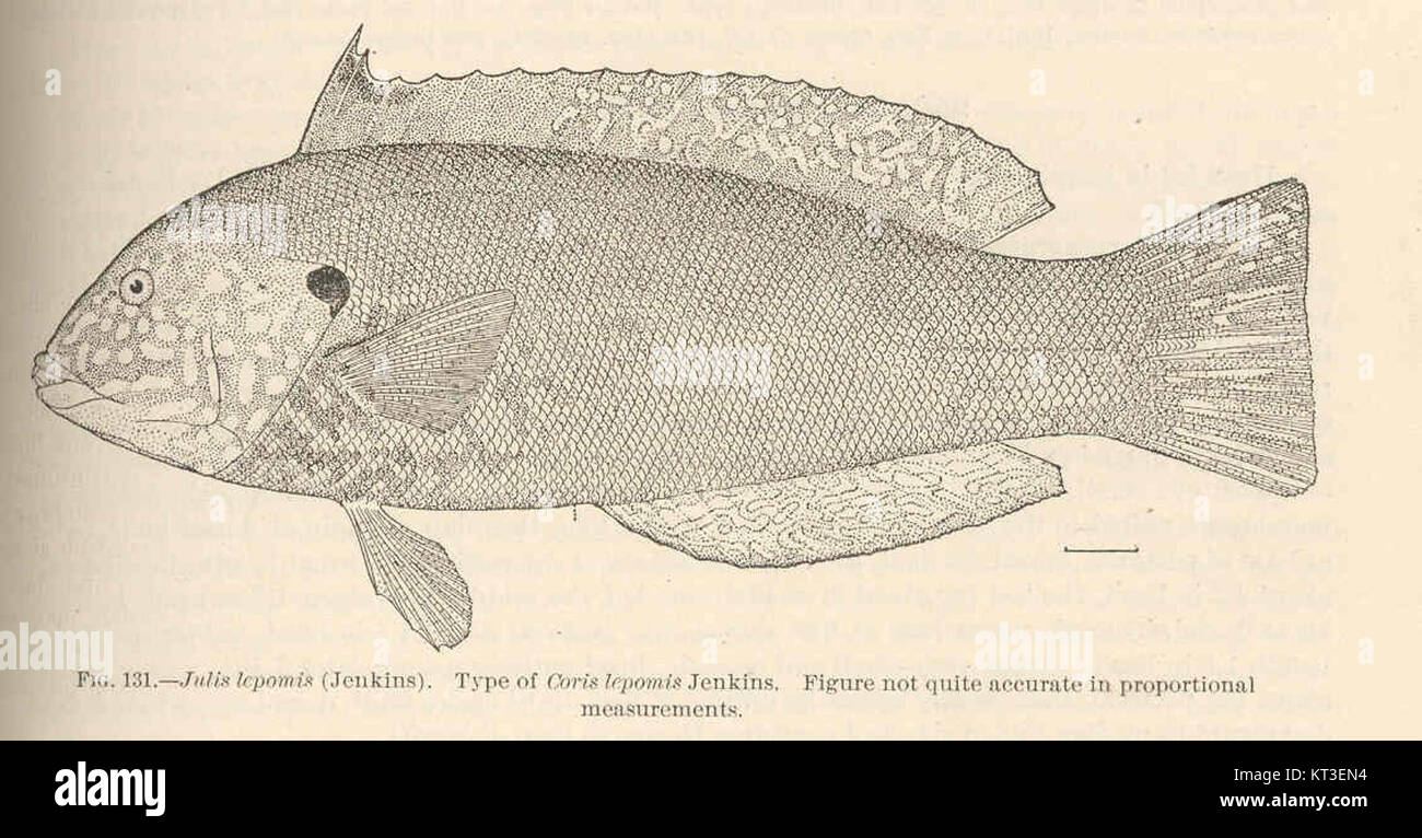 La figure de *Julis lepomis* (Jenkins), espèce souvent confondue avec *Coris lepomis* Jenkins, met en évidence des problèmes de précision proportionnelle des représentations. La figure montre des divergences dans l'illustration scientifique. Banque D'Images