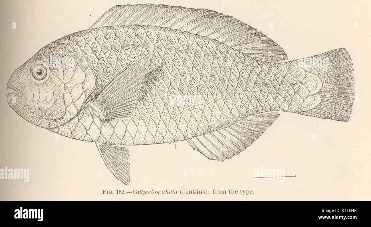 Callyodon ahula, espèce numéro 42512, est un type de poisson décrit pour la première fois par Jenkins. Il fait partie du genre Callyodon, connu pour ses caractéristiques distinctives et son rôle écologique dans les écosystèmes d'eau douce. Banque D'Images