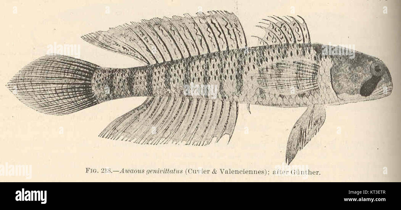 Une illustration d'Awaous genivittatus, une espèce de gobis décrite pour la première fois par Cuvier & Valenciennes en 1837. L'image est basée sur un spécimen de la Freshwater and Marine image Bank de l'Université de Washington. Banque D'Images