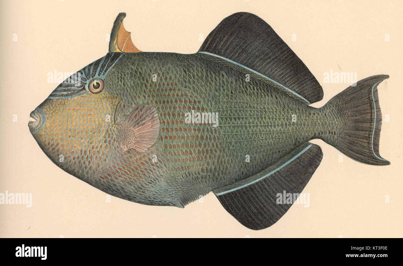 Melichthys radula, également connu sous le nom de Humuhumu Eleele, est une espèce de poisson-gâteau originaire de l'océan Pacifique, en particulier dans les eaux hawaïennes. Il est connu pour sa forme et sa coloration distinctives. Banque D'Images