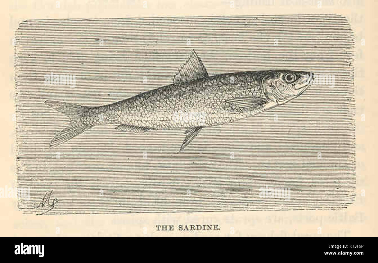 Un spécimen de sardine préservé numéroté 42790, représentant ce petit poisson huileux communément trouvé dans les océans Méditerranée et Atlantique, connu pour sa valeur nutritionnelle et son importance écologique. Banque D'Images