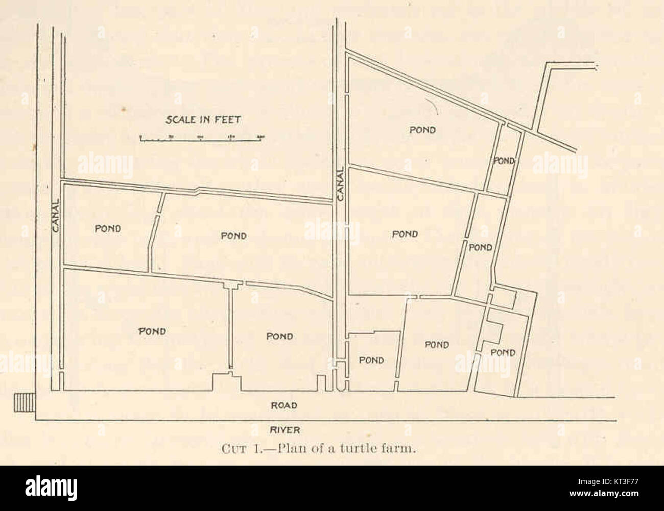 Le plan d’une ferme de tortues, numérotée 42804, présente l’aménagement et la conception de l’installation dédiée à la conservation et à l’élevage des tortues. Le plan décrit les zones clés de la ferme, y compris les espaces d’habitat et les zones de reproduction. Banque D'Images