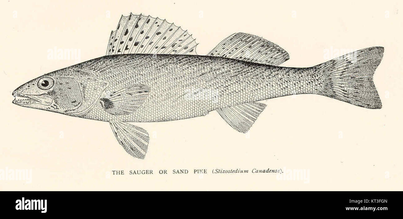 Le Sauger, aussi connu sous le nom de brochet de sable (Stizostedium canadense), est une espèce de poisson originaire d'Amérique du Nord. Connue pour son corps allongé et ses épines pointues, elle habite les lacs et rivières d'eau douce. Banque D'Images