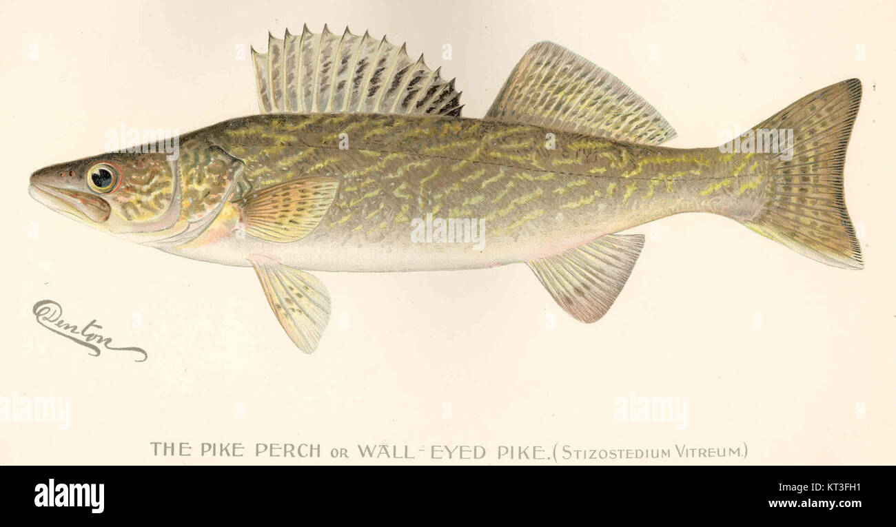 Une image d'une perche de Pike (Wall-Eyed Pike), scientifiquement nommée Stizostedium vitreum, un poisson d'eau douce trouvé en Amérique du Nord, mettant en valeur ses caractéristiques distinctives. Banque D'Images