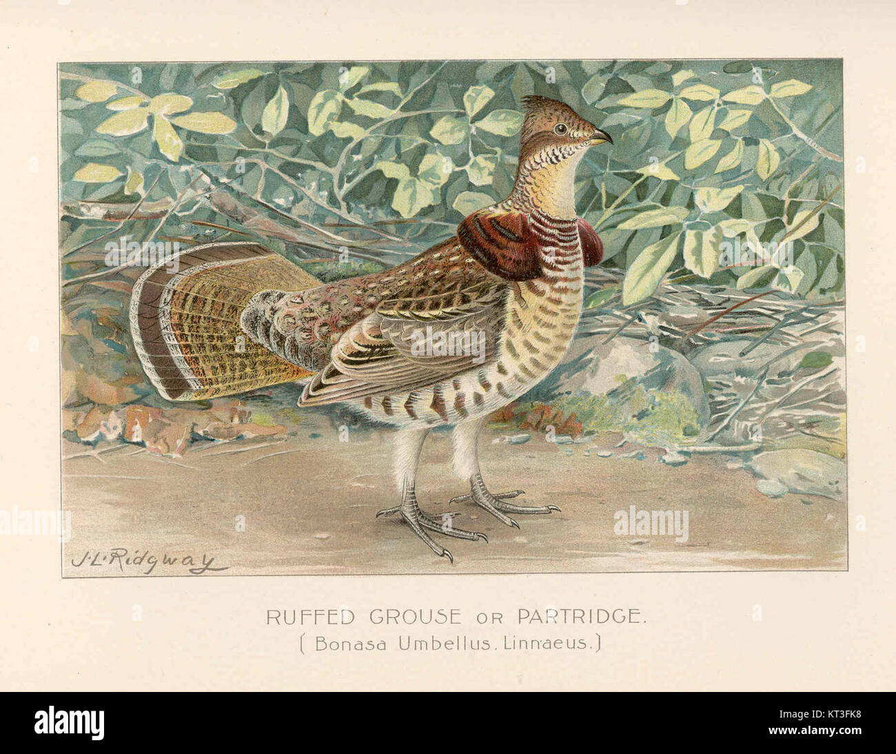 Le Tétras roux (Bonasa umbellus), également connu sous le nom de perdrix, est une espèce d'oiseau originaire d'Amérique du Nord. Il est connu pour son ruche distinctive de plumes autour de son cou et sa capacité à camoufler dans les environnements forestiers. Banque D'Images