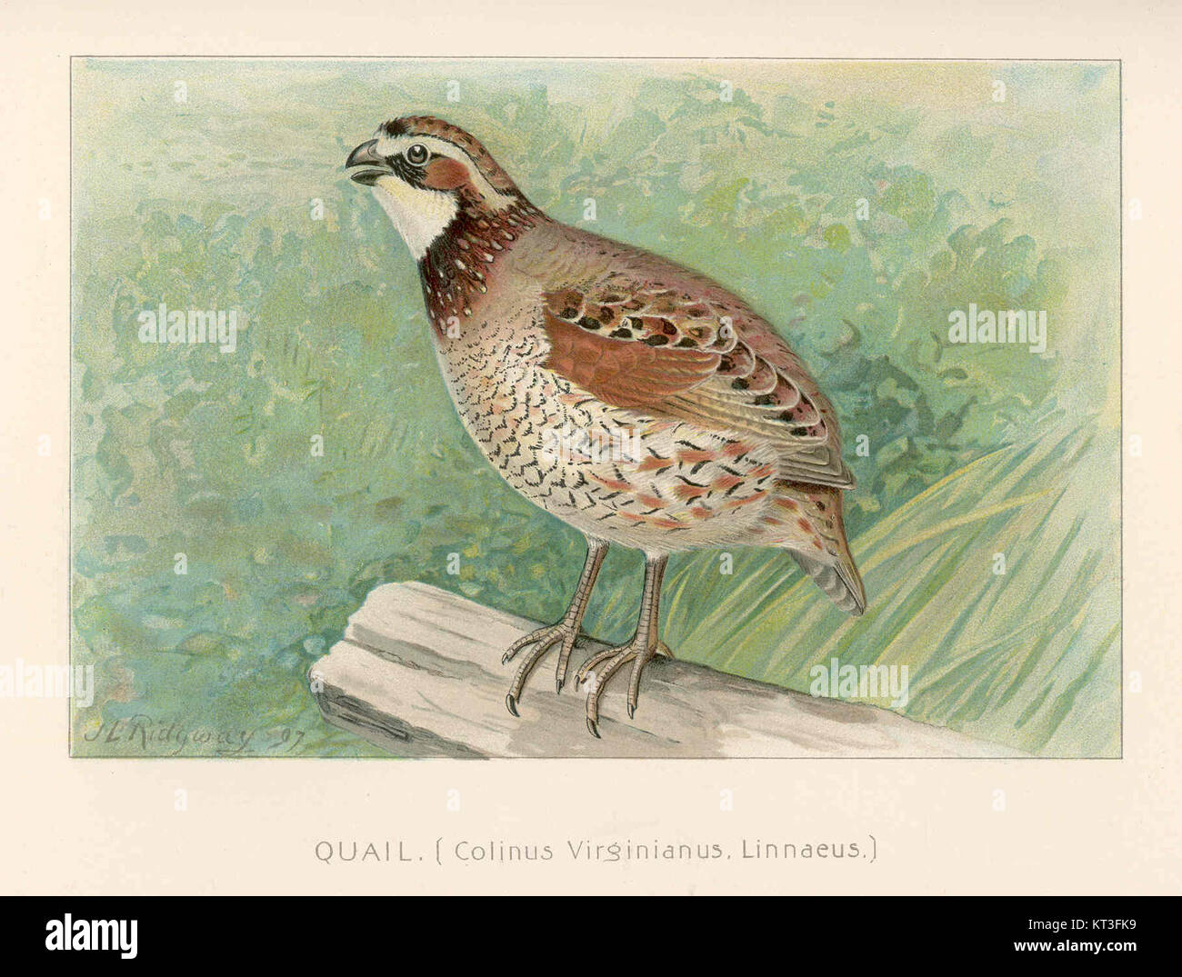 La caille (Colinus virginianus Linnaeus) de 43062 est une espèce d'oiseau vivant au sol originaire d'Amérique du Nord, connue pour sa petite taille, son plumage distinctif et ses appels vocaux. Banque D'Images