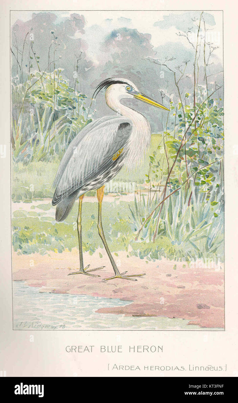 Le Grand Héron bleu (Ardea herodias) est un grand échassier que l'on trouve en Amérique du Nord. Cet oiseau est connu pour son apparence frappante et est couramment observé près de sources d'eau telles que les lacs, les rivières et les marais. Banque D'Images
