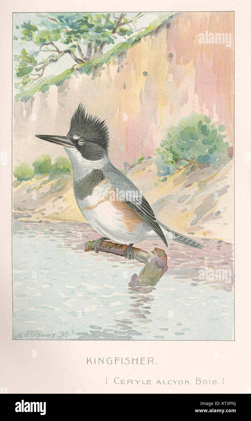 Le Martin pêcheur (Ceryle alcyon), une espèce d'oiseau originaire d'Amérique du Nord, est connu pour son plumage bleu saisissant et ses techniques de chasse. L'oiseau se trouve souvent près des plans d'eau, où il attrape les poissons avec précision. Banque D'Images