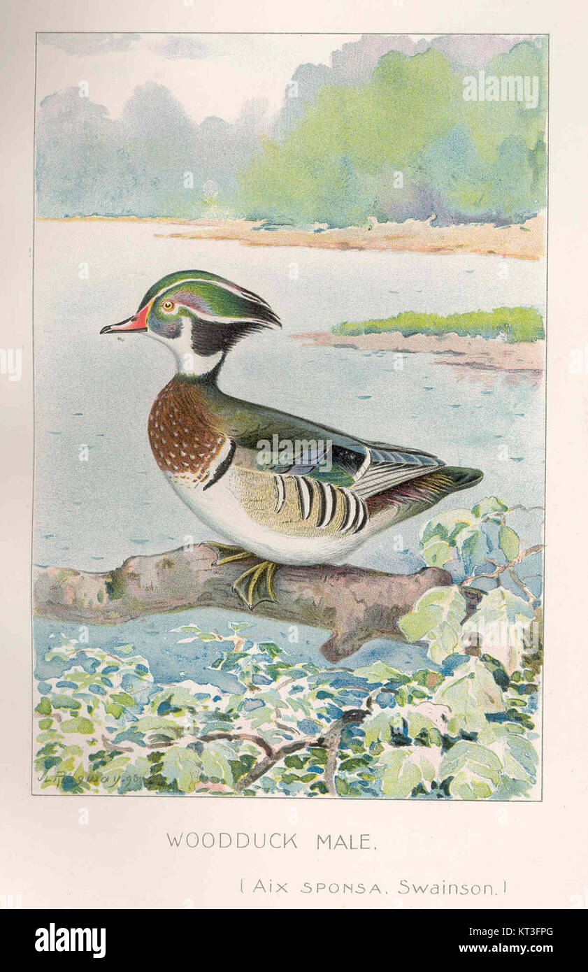 Un canard mâle des bois (Aix sponsa), espèce colorée de sauvagine nord-américaine, reconnue pour son plumage irisé et trouvée dans les marais boisés, les étangs et les marais. Banque D'Images