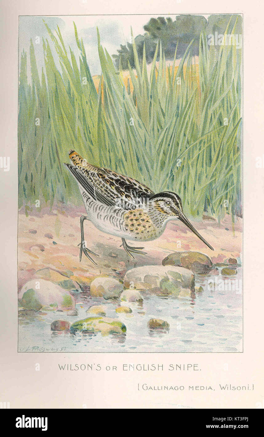 Le Wilson's Snipe (Gallinago media Wilsoni) est une espèce d'oiseau de la famille des oiseaux de rivage, connue pour son plumage distinctif et son comportement dans les habitats des zones humides. Banque D'Images