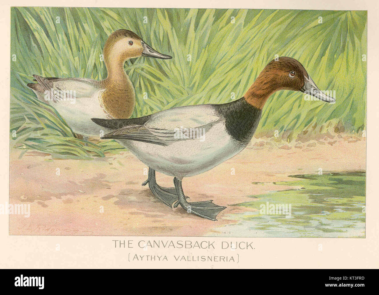 Le canard à Canvasback (Aythya vallisneria) est une espèce de sauvagine présente en Amérique du Nord. Connue pour sa forme distinctive et ses habitudes migratoires, elle est une espèce remarquable dans l'observation des oiseaux et la conservation. Banque D'Images
