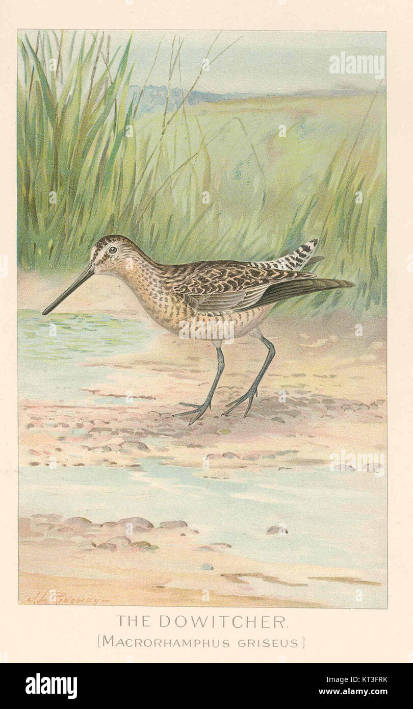 Le Dowitcher de 43153, également connu sous le nom de Macrorhamphus griseus, est une espèce d'échassier. Il est couramment trouvé le long des zones côtières et est remarquable pour ses habitudes alimentaires et son comportement migratoire. Banque D'Images