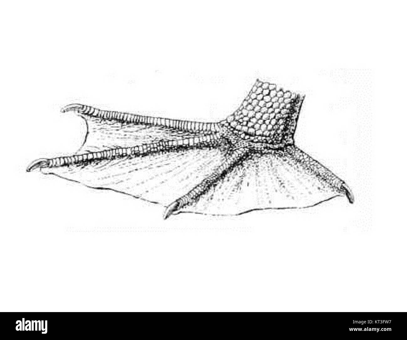 Illustration scientifique d'un pied de pélican par l'ornithologue Anton Reichenow, publiée en 1913, détaillant l'anatomie aviaire. Banque D'Images