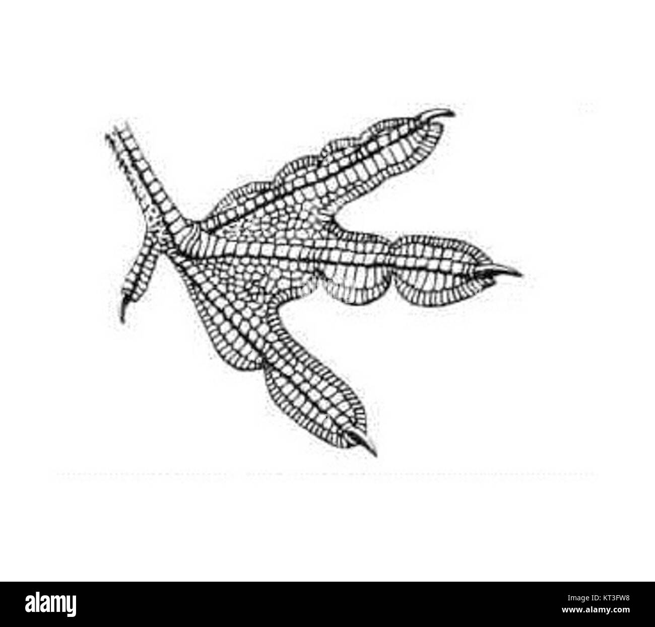 Le pied d'une phalarope, tel que représenté par Anton Reichenow en 1913, fait partie d'études ornithologiques détaillant les caractéristiques uniques des espèces d'oiseaux. Les phalaropes sont connus pour leur comportement de nage et la morphologie distinctive du pied. Banque D'Images