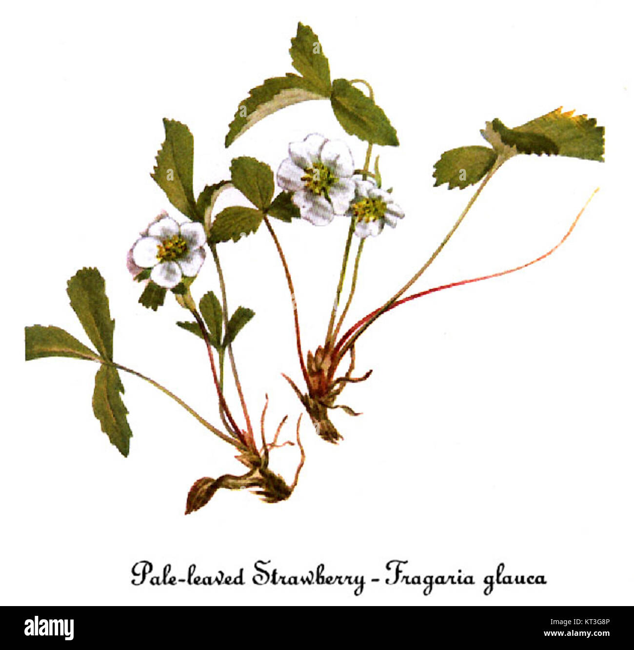 Fragaria glauca est une espèce végétale illustrée par Mary Vaux Walcott. Cette illustration botanique met en valeur les caractéristiques uniques des espèces végétales indigènes d'Amérique du Nord. Banque D'Images