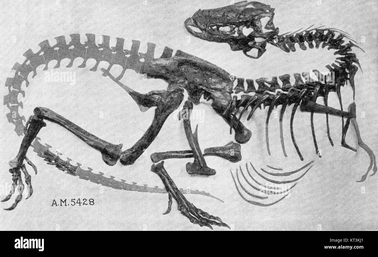 Le squelette de Gorgosaurus au Musée américain d'histoire naturelle (AMNH), présentant un fossile bien conservé de ce dinosaure théropode, connu pour son rôle dans les écosystèmes du Crétacé supérieur. Banque D'Images