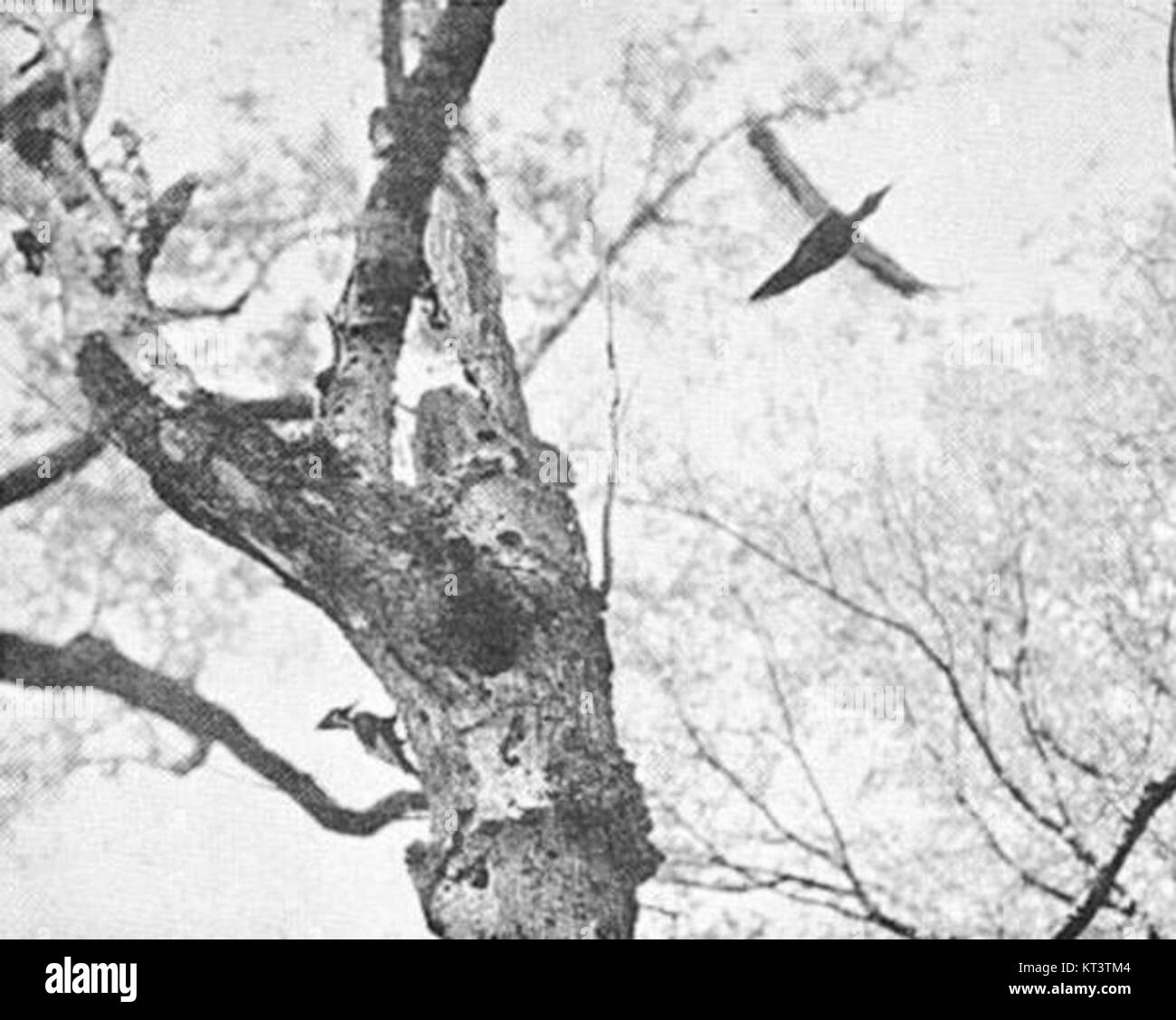 Le pic à bec ivoire, une espèce en danger critique d'extinction, était autrefois répandu dans le sud-est des États-Unis. Il est connu pour son plumage noir et blanc distinctif et son bec couleur ivoire. L'existence de l'oiseau est encore débattue, mais il était autrefois considéré comme l'un des plus grands pics en Amérique du Nord. Banque D'Images
