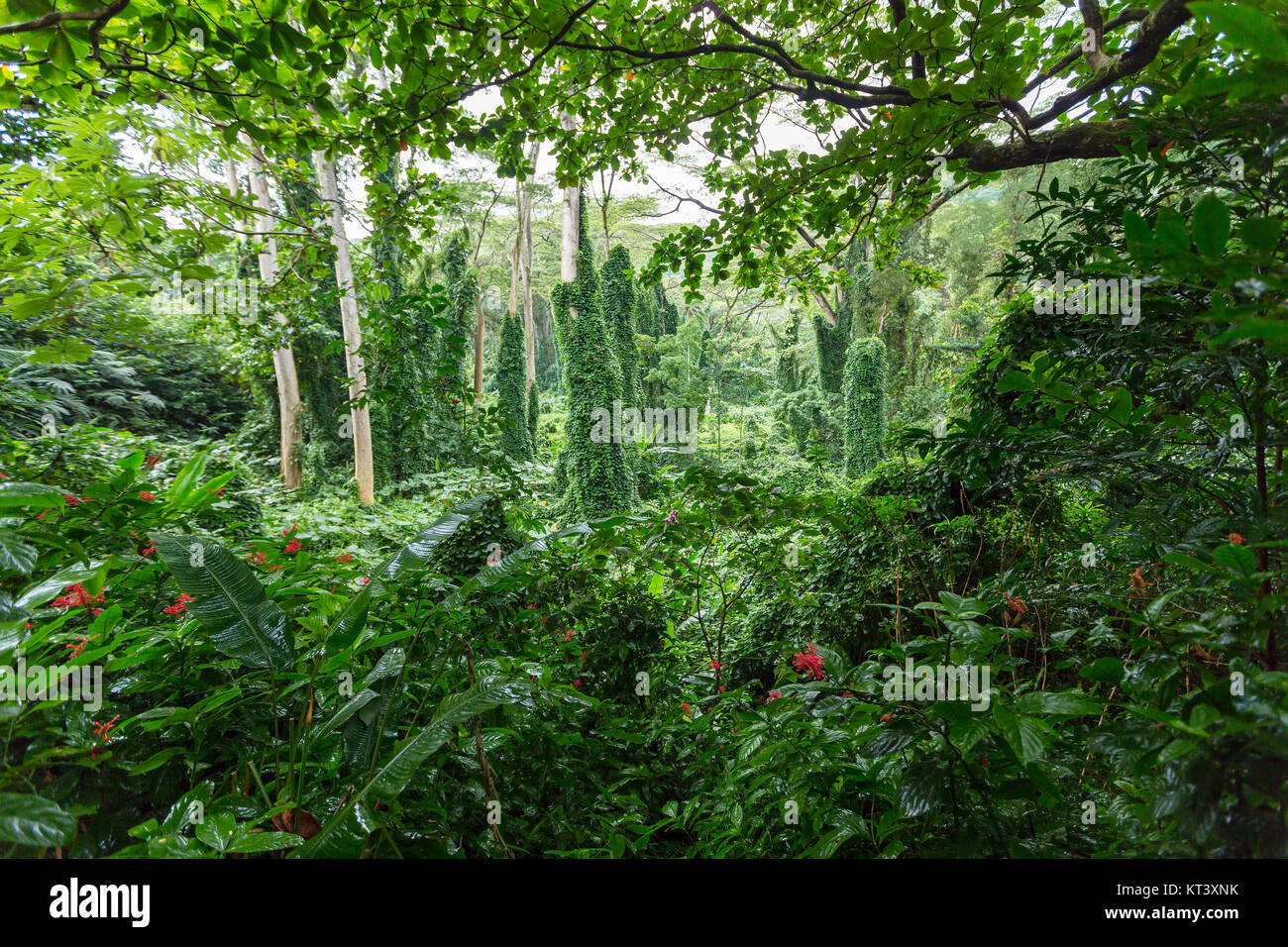 La forêt tropicale dense vert verdoyant le long de la végétation Manoa Falls Trail dans la vallée de Manoa, Oahu, Hawaii, USA Banque D'Images