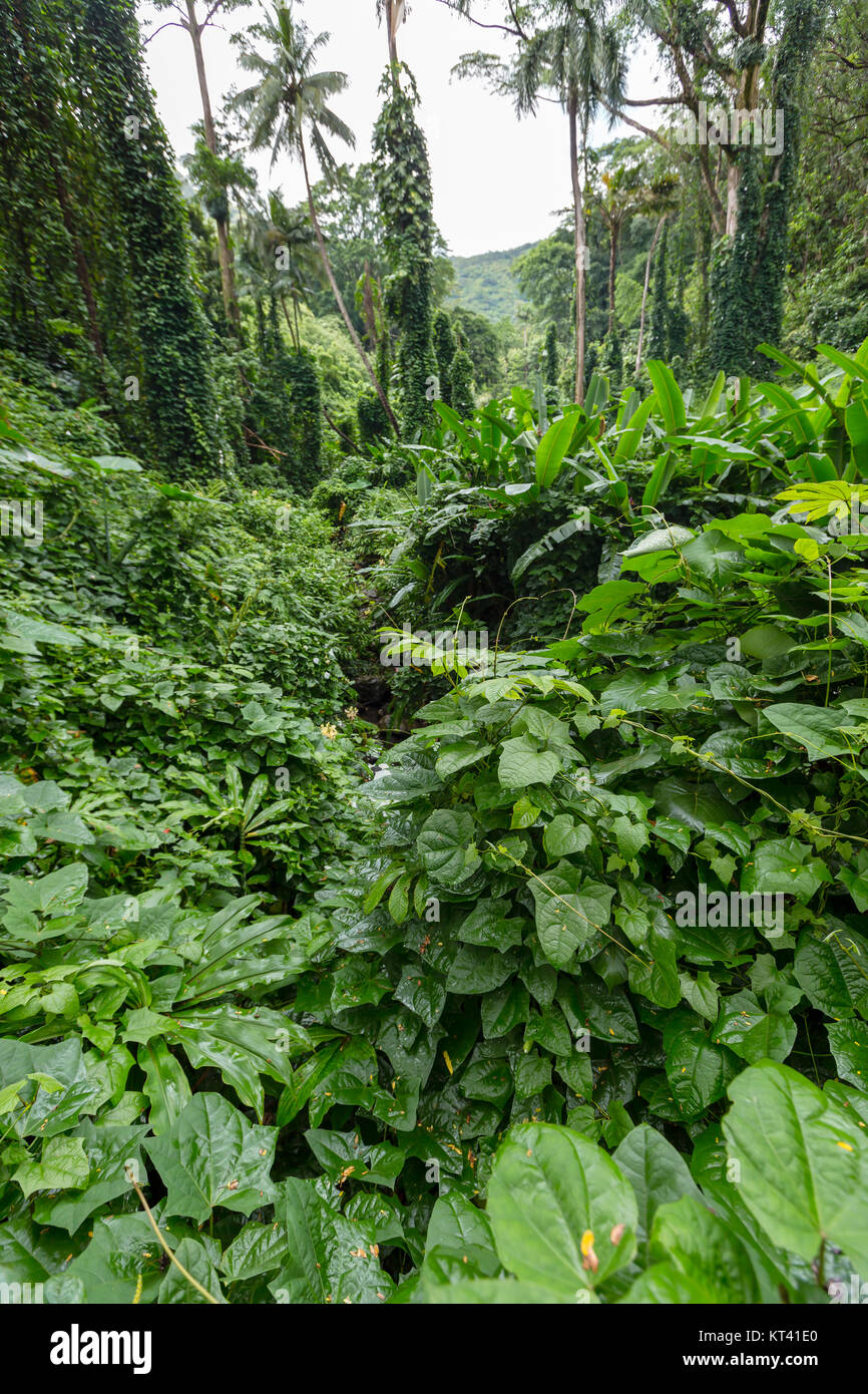 Feuillage vert luxuriant de la végétation dans une forêt tropicale sur le sentier des chutes Manoa Manoa Valley dans le, Oahu, Hawaii, USA Banque D'Images