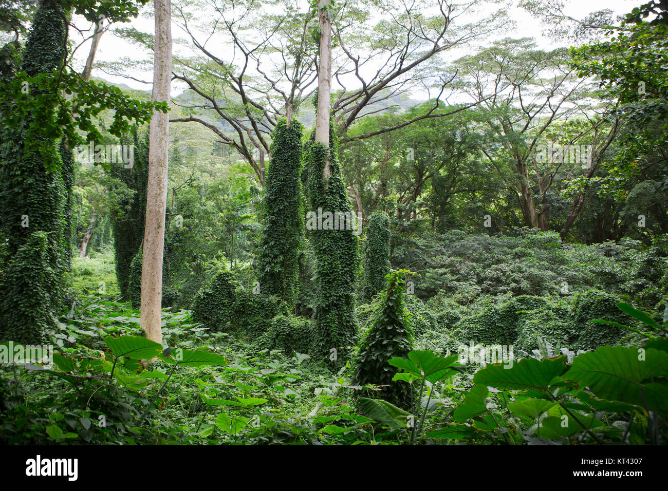 La végétation de forêt tropicale luxuriante à Hawaii le long du sentier des chutes Manoa dans un paysage nature paysage Banque D'Images