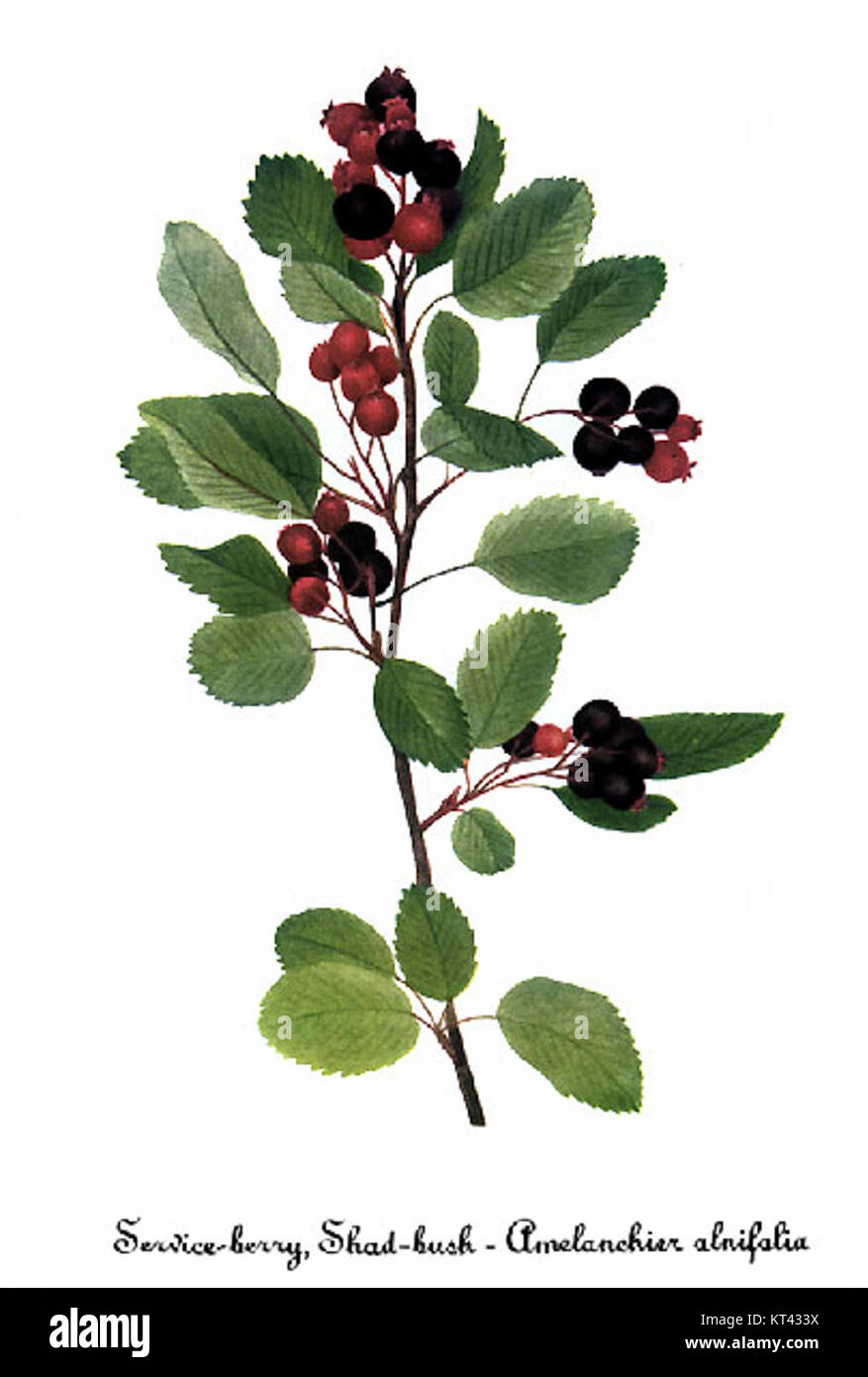 Cette illustration botanique, intitulée 'Amelanchier alnifolia-3', a été créée par Mary Vaux Walcott, mettant en valeur une espèce d'arbuste communément appelée baie de Saskatoon. Banque D'Images