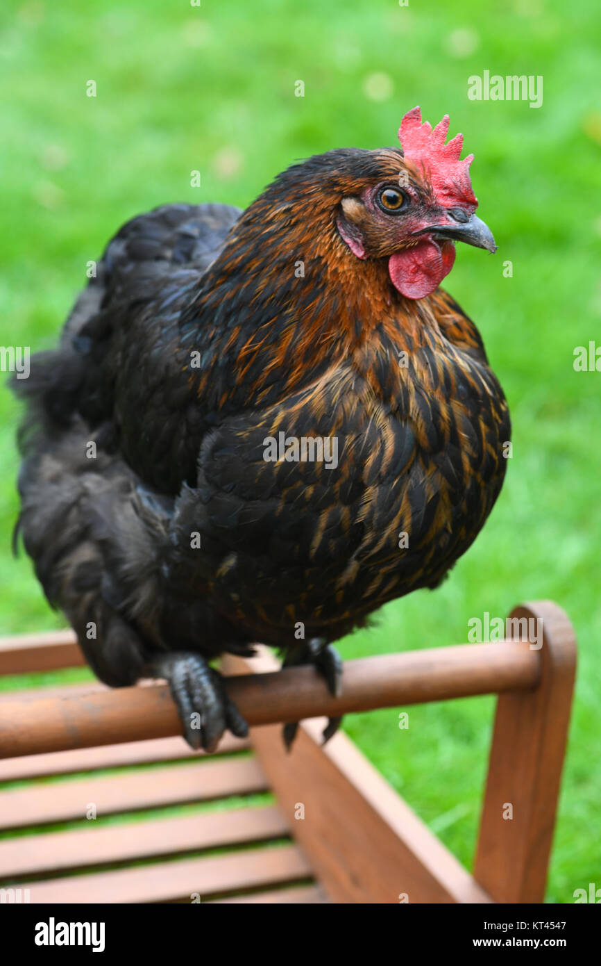 Happy free range chicken domestique assis sur un panier vide à une petite exploitation, Green grass dans l'arrière-plan de superposition de texte Banque D'Images