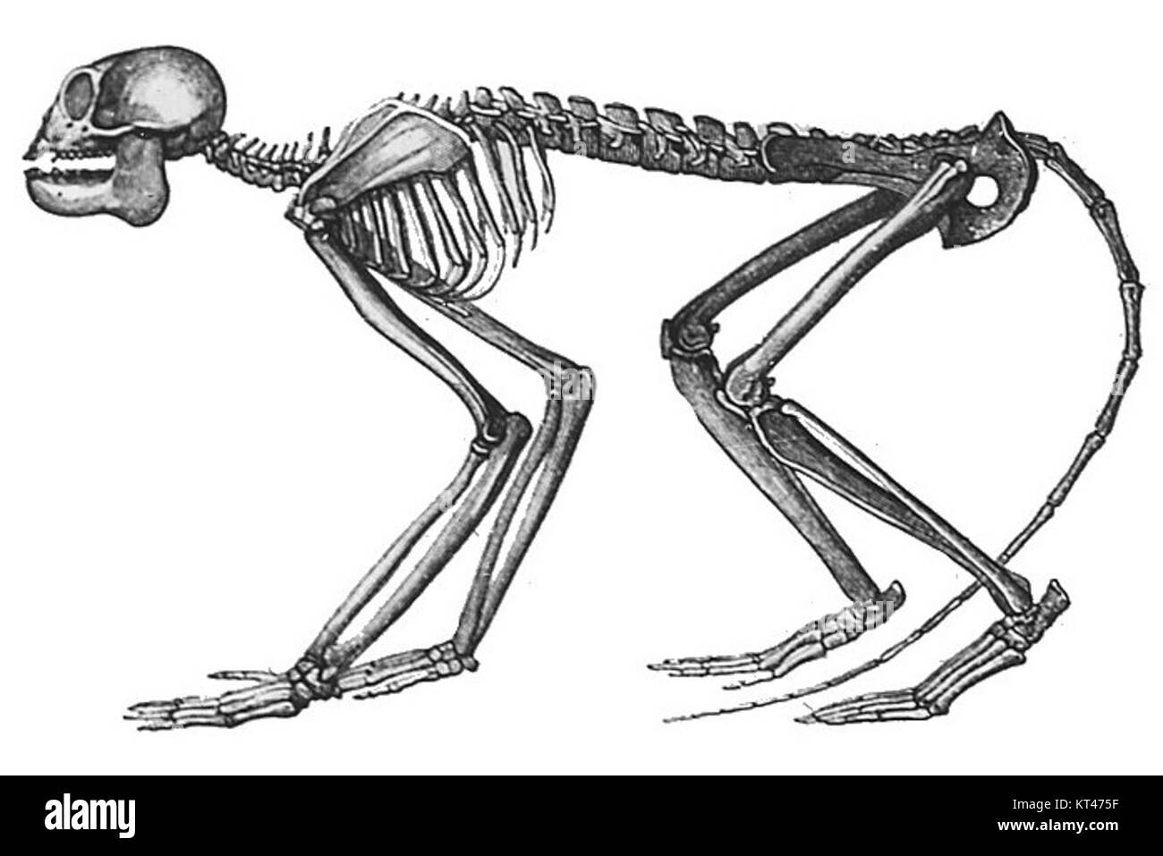 Mesopithecus est un genre éteint de primates qui vivaient à l'époque Miocène. Les fossiles de ce genre ont fourni des informations précieuses sur l'évolution et le comportement précoces des primates. Banque D'Images Mesopithecus est un genre éteint de primates qui vivaient à l'époque Miocène. Les fossiles de ce genre ont fourni des informations précieuses sur l'évolution et le comportement précoces des primates. Banque D'Images