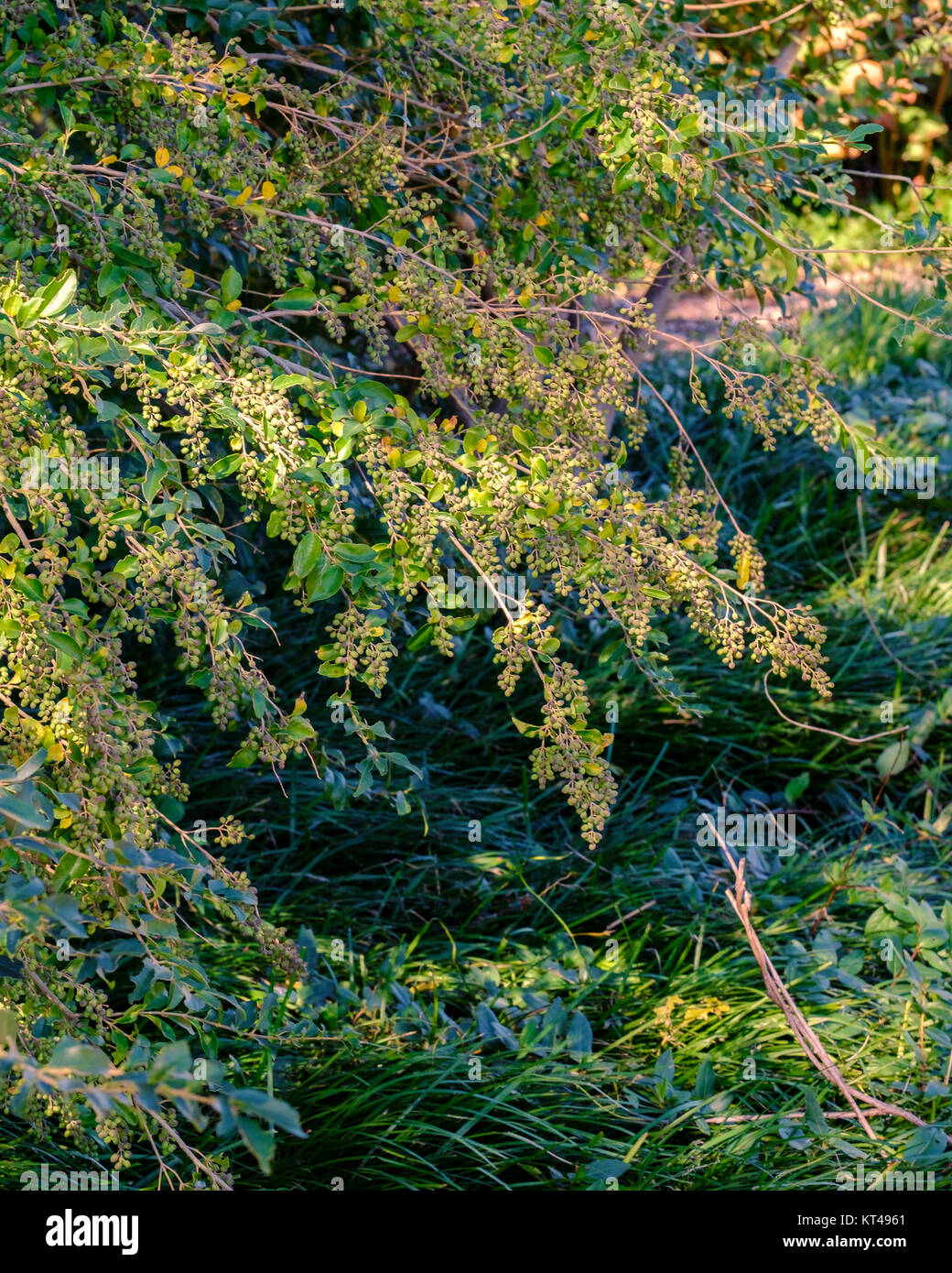 Ligustrum sinese, petite feuille privet avec baies immatures déclipsé et autorisés à se développer sans contrôle. Troène de Chine. Oklahoma City, Oklahoma, USA. Banque D'Images