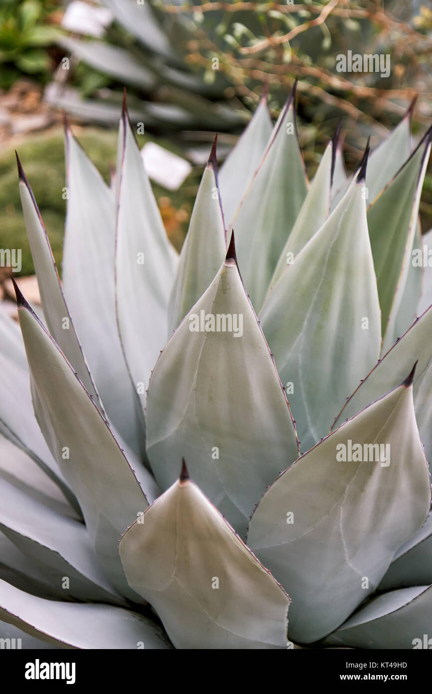 Agave sebastiana, également connu sous le nom de Silver Lining et l'île de Cedros Agave Banque D'Images