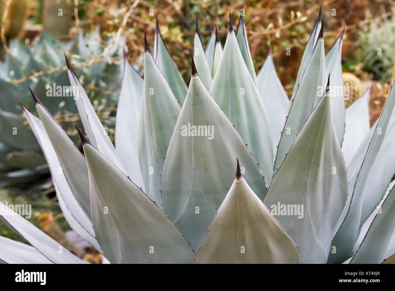 Agave sebastiana, également connu sous le nom de Silver Lining et l'île de Cedros Agave Banque D'Images