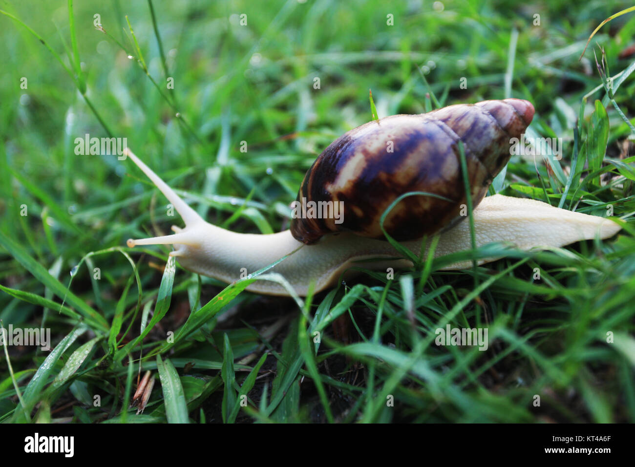Snail lentement à l'herbe verte d'un jardin Banque D'Images
