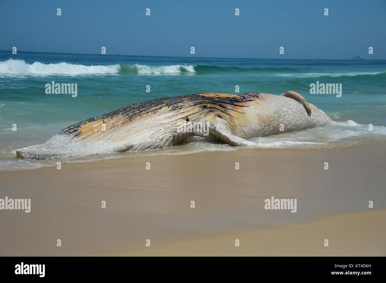 Baleine Morte Sur La Plage Banque De Photographies Et D images Haute baleine-morte-sur-la-plage-banque-de-photographies-et-d-images-haute